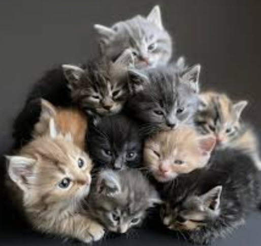 Cat Essentials