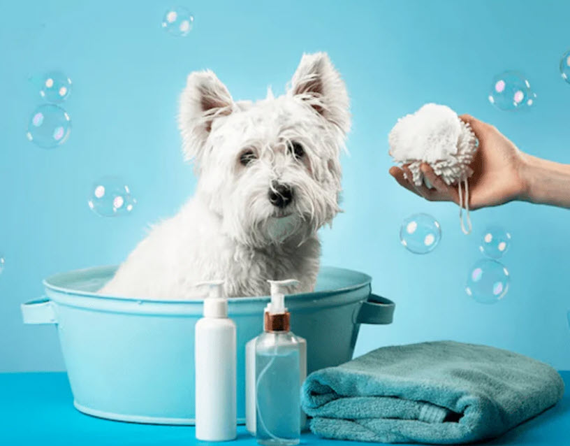 Grooming & Hygiene