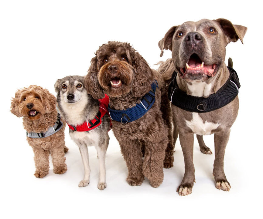 Leashes, Collars & Harnesses