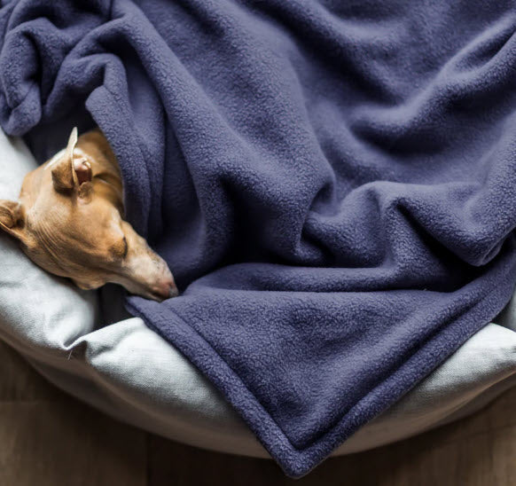 Beds & Blankets
