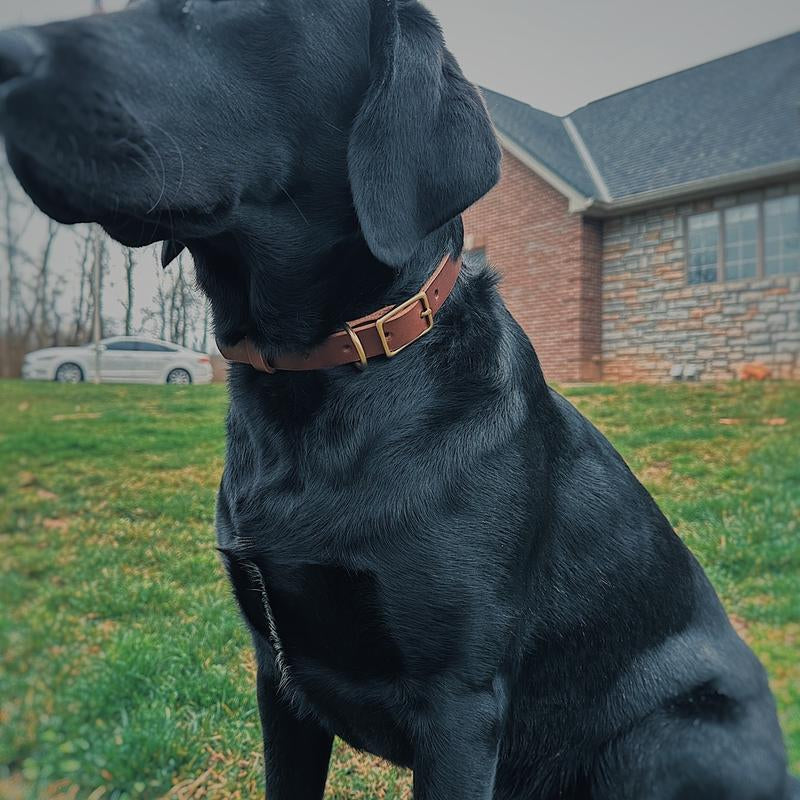 Premium Leather Dog Collar - Stylish & Durable for Your Beloved Pet