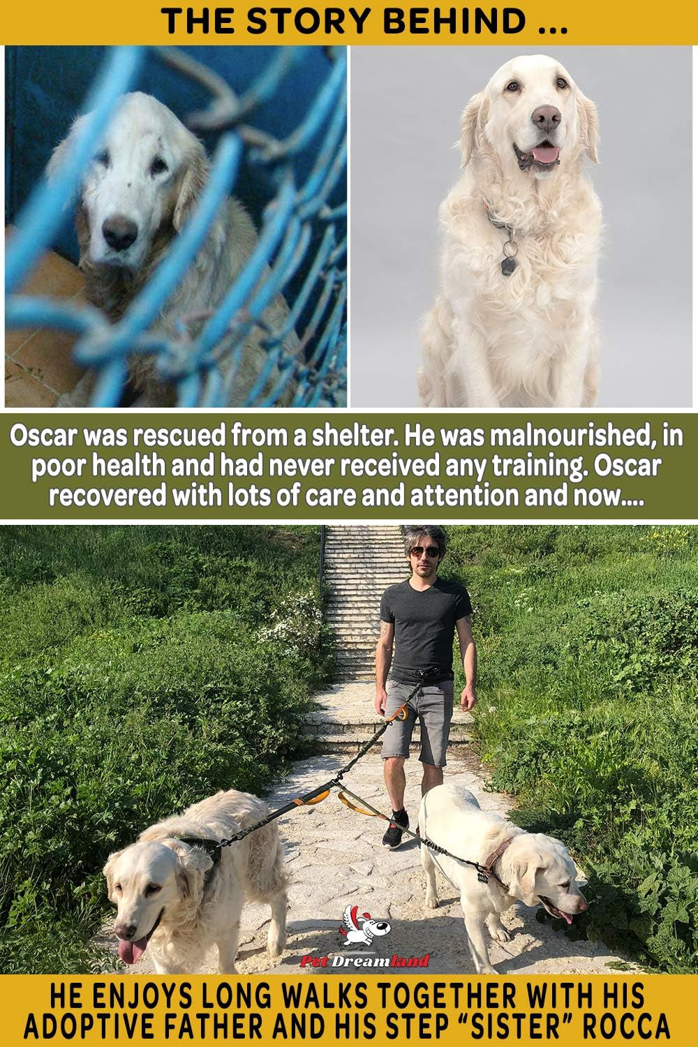 Ultimate Hands-Free Leash for Two Medium Dogs – Perfect for Active Lifestyles – Comfortable, Durable & Ideal for Running, Walking & Hiking – Premium Dual Waist Lead with Bungee – Essential Dog Gear