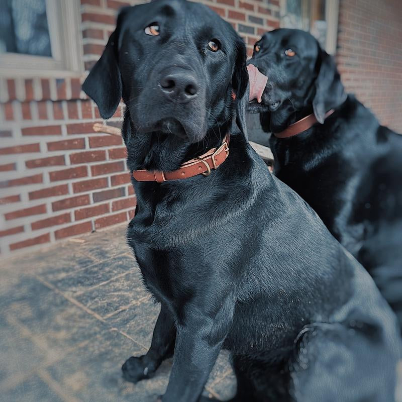 Premium Leather Dog Collar - Stylish & Durable for Your Beloved Pet