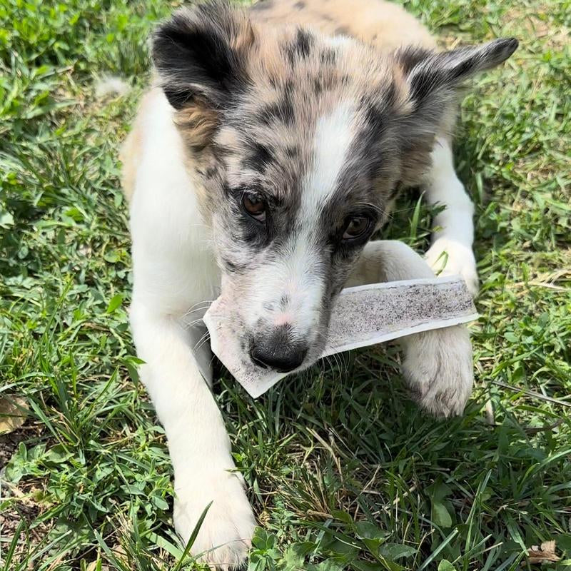 Premium One Pound Split Elk Antlers - All-Natural Montana Sheds for Dogs and Chewing Delight!