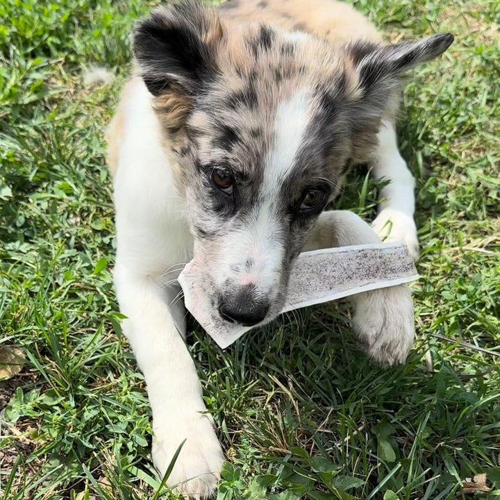 Premium One Pound Split Elk Antlers - All-Natural Montana Sheds for Dogs and Chewing Delight!