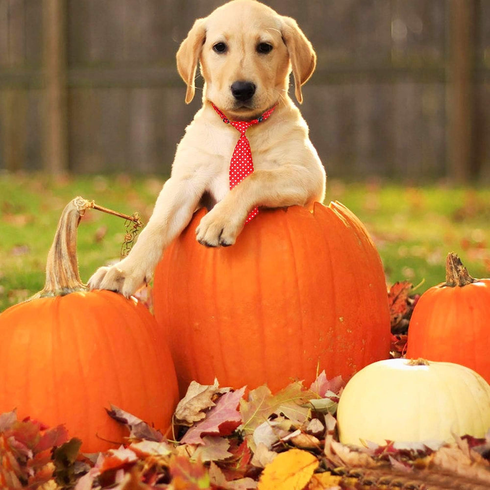 Stylish Adjustable Dog Ties for Large Dogs - Perfect Bow Ties & Neckties for Every Occasion!