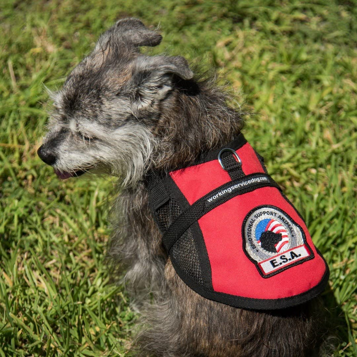 Premium ESA Dog Vest with Cooling Mesh Panel | Emotional Support Harness + 5 Federal Law Handout Cards | Size: 18"-22" Girth, Red