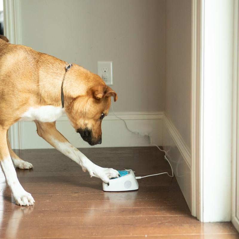 Service Dog Medical Alert Training Device with Instant Alerts & Live Camera Feed