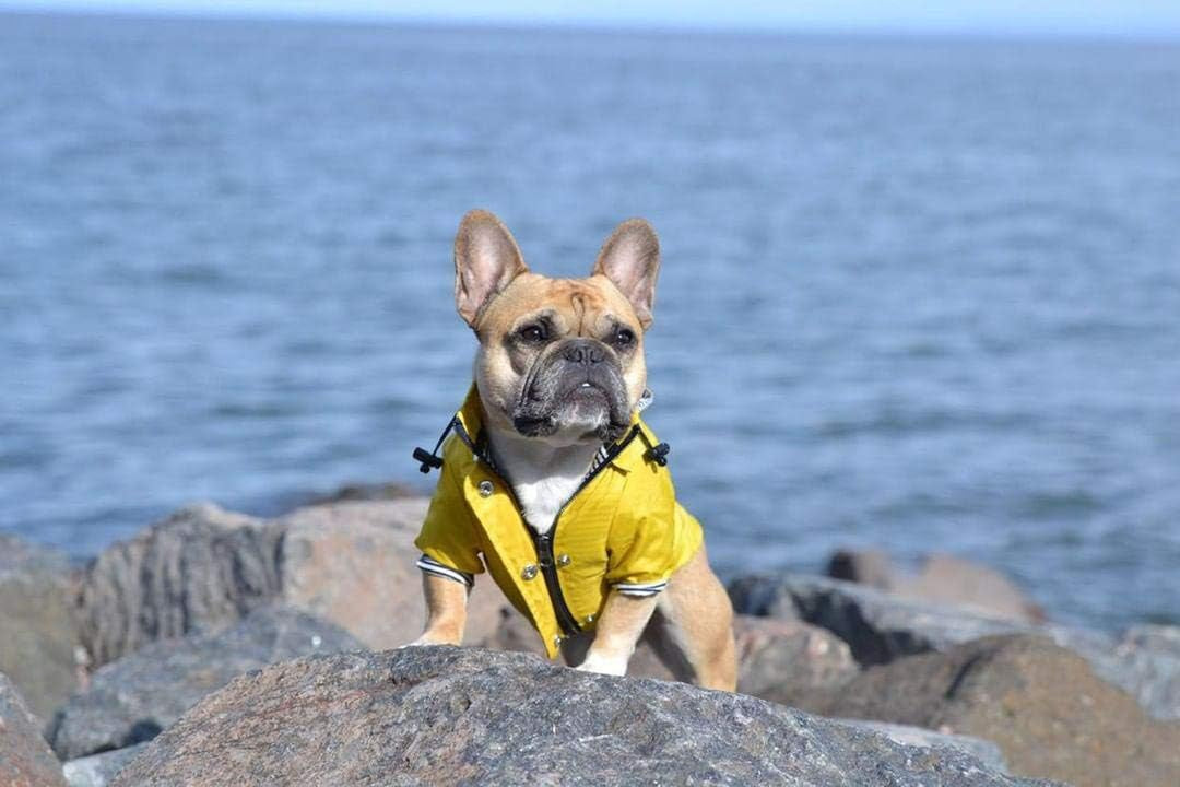 Premium Stylish Dog Raincoat - Water Resistant, Reflective Buttons, Pockets & Adjustable Hood - Available in XXS to XXL (Yellow, Medium)