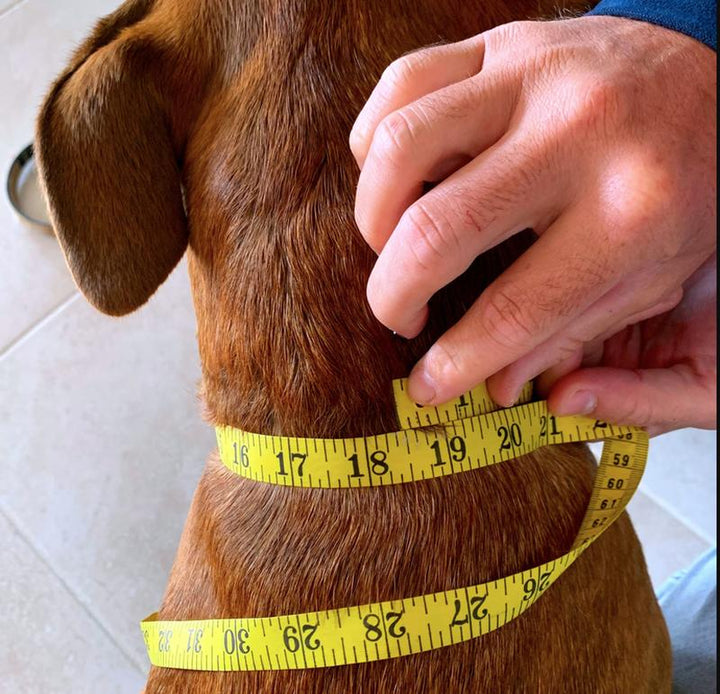 Premium Leather Dog Collar - Stylish & Durable for Your Beloved Pet