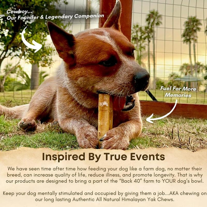 Back 40 Dogs Himalayan Yak Cheese Chews - Long-Lasting, Odorless Dental Treats for Dogs - Large 4-Pack