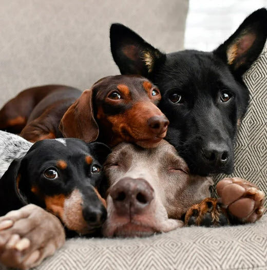 Dog Essentials